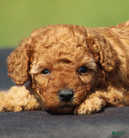 Toy Poodle dogs Ace - Ad 1