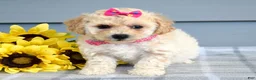 Bichpoo dogs for sale: Sophie  - Ad 5