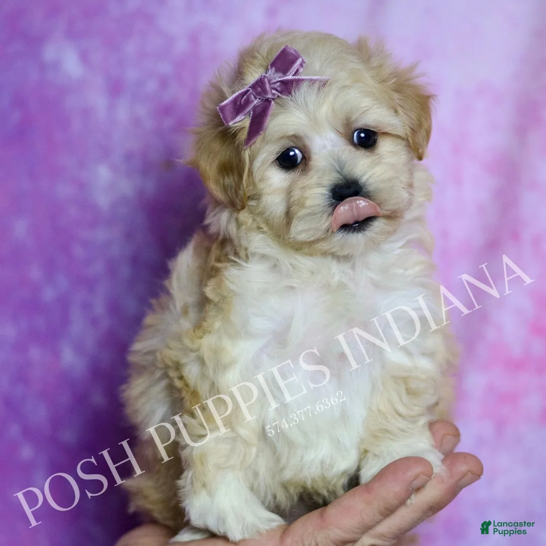 Maltipoo dogs for sale: Astrid - Ad 2