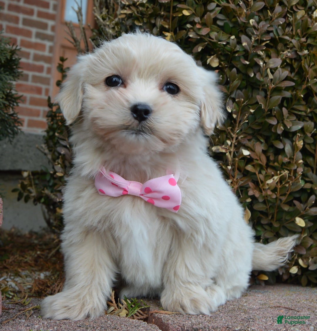 Maltipoo dogs for sale: Marley - Ad 11