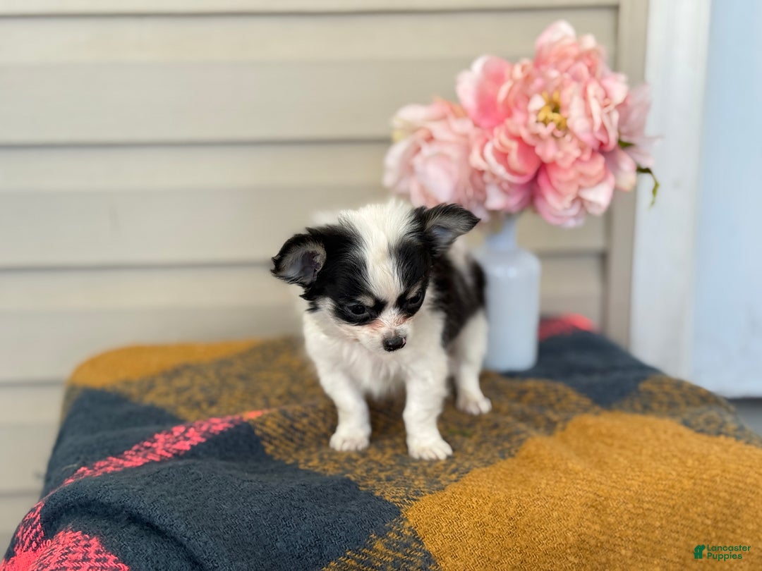 Chihuahua dogs for sale: Quest - Ad 8
