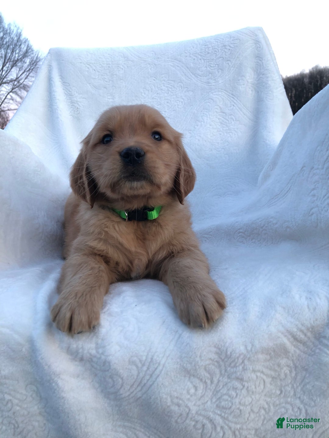 Golden Retriever dogs for sale: Romeo - Ad 11