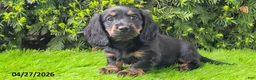Miniature Dachshund dogs for sale: Penny - Ad 1