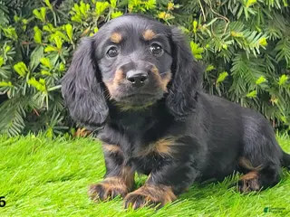 Miniature Dachshund dogs for sale: Penny - Ad 4