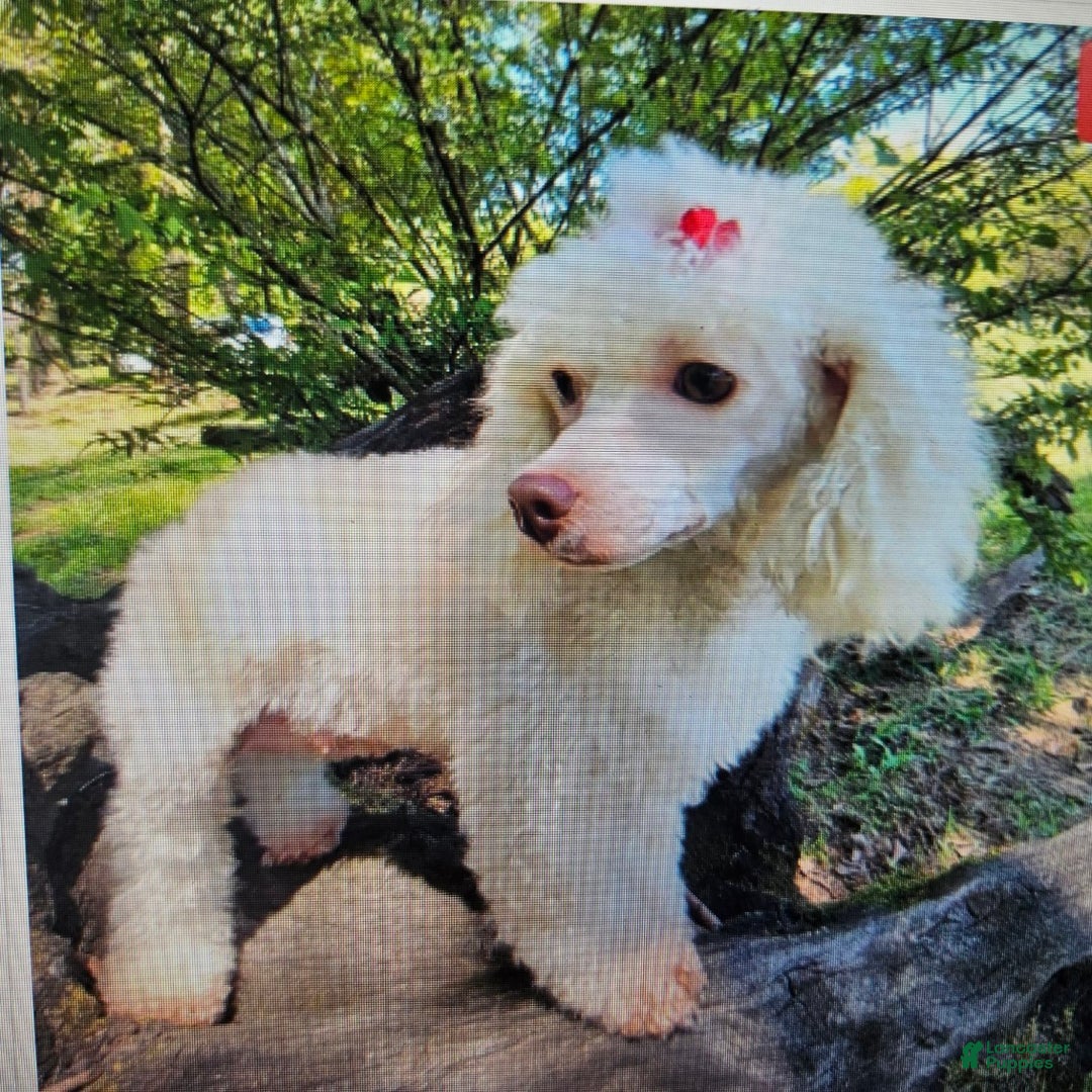 Toy Poodle dogs for sale: Dora - Ad 11