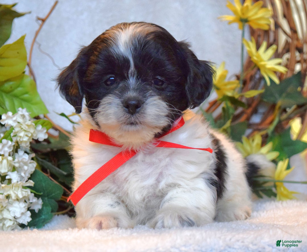 Teddy Bear dogs for sale: Bailey - Ad 5