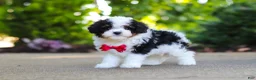 Cavapoo dogs for sale: Leo - Ad 8
