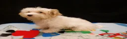 Maltipoo dogs for sale: Sandra - Ad 2