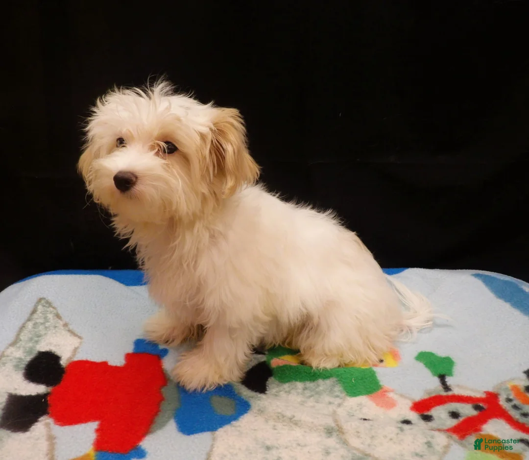 Maltipoo dogs for sale: Sandra - Ad 2
