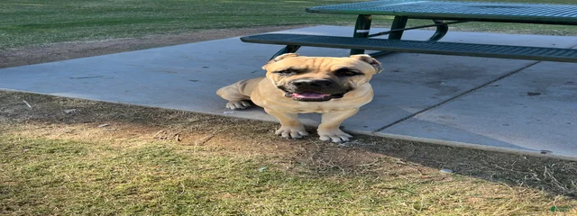 goliath 
