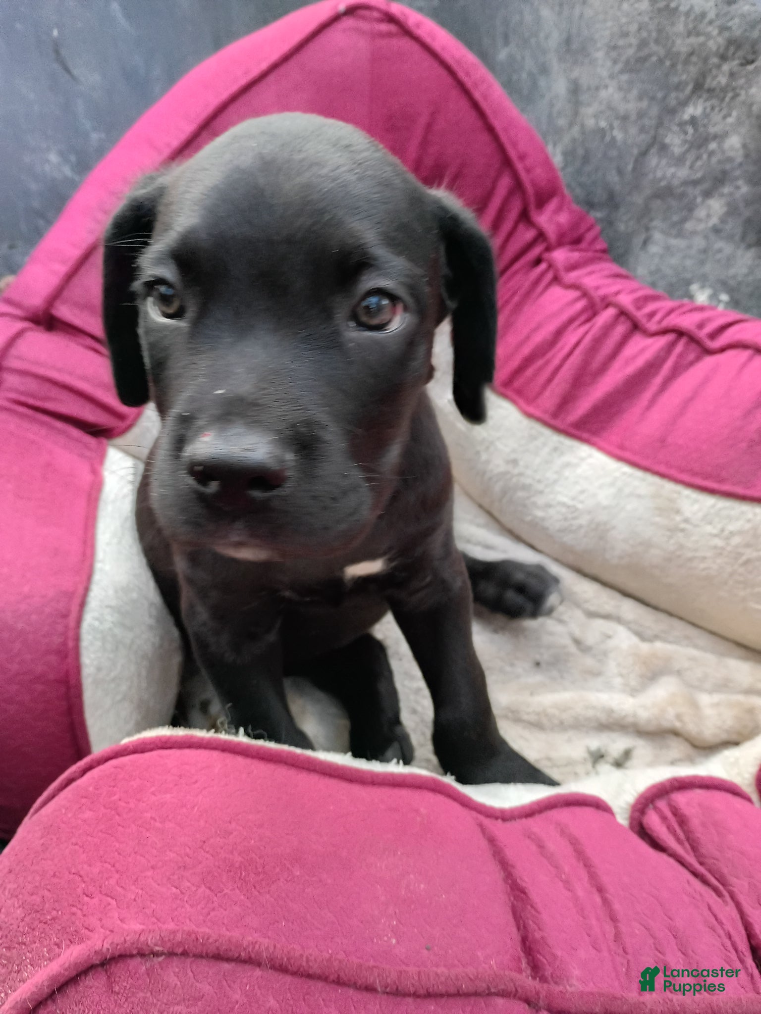 Cane Corso dogs Cane Corso Puppy 2 - Ad 9