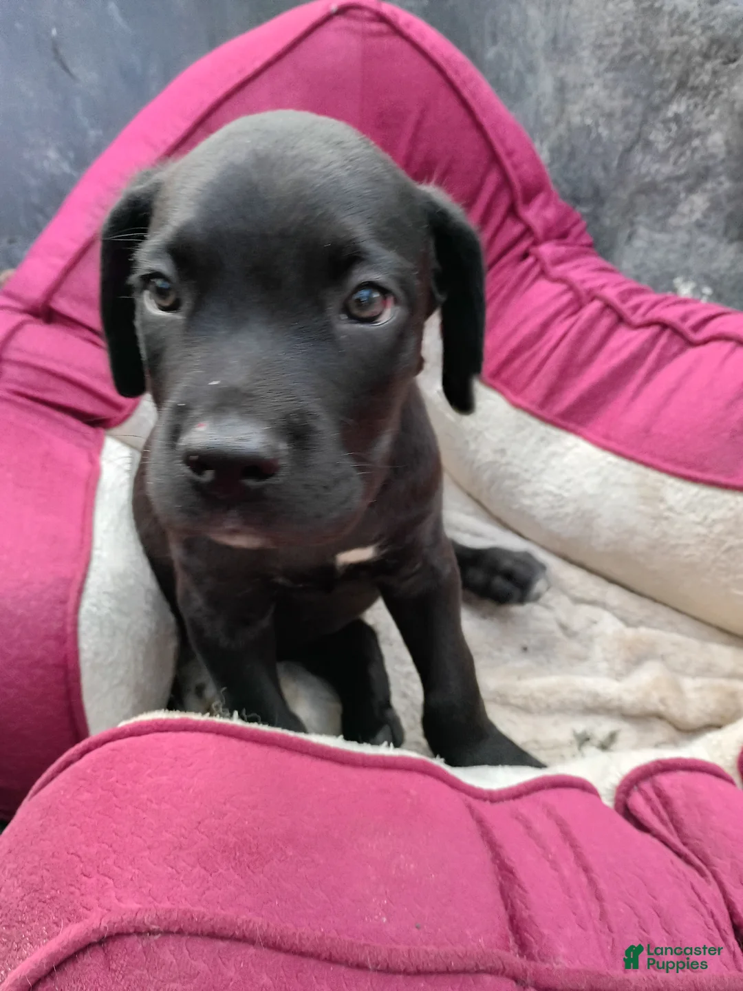 Cane Corso dogs for sale: Cane Corso Puppy 2 - Ad 1