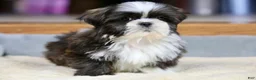 Shih Tzu dogs for sale: Stanlee - Ad 9