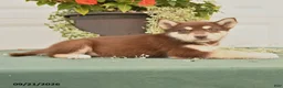 Alaskan Malamute dogs for sale: Coral - Ad 2