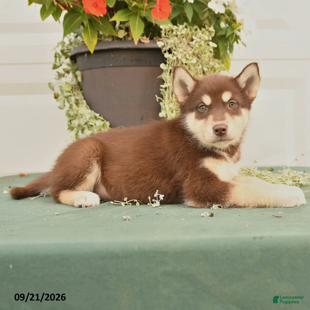 Alaskan Malamute dogs for sale: Coral - Ad 2