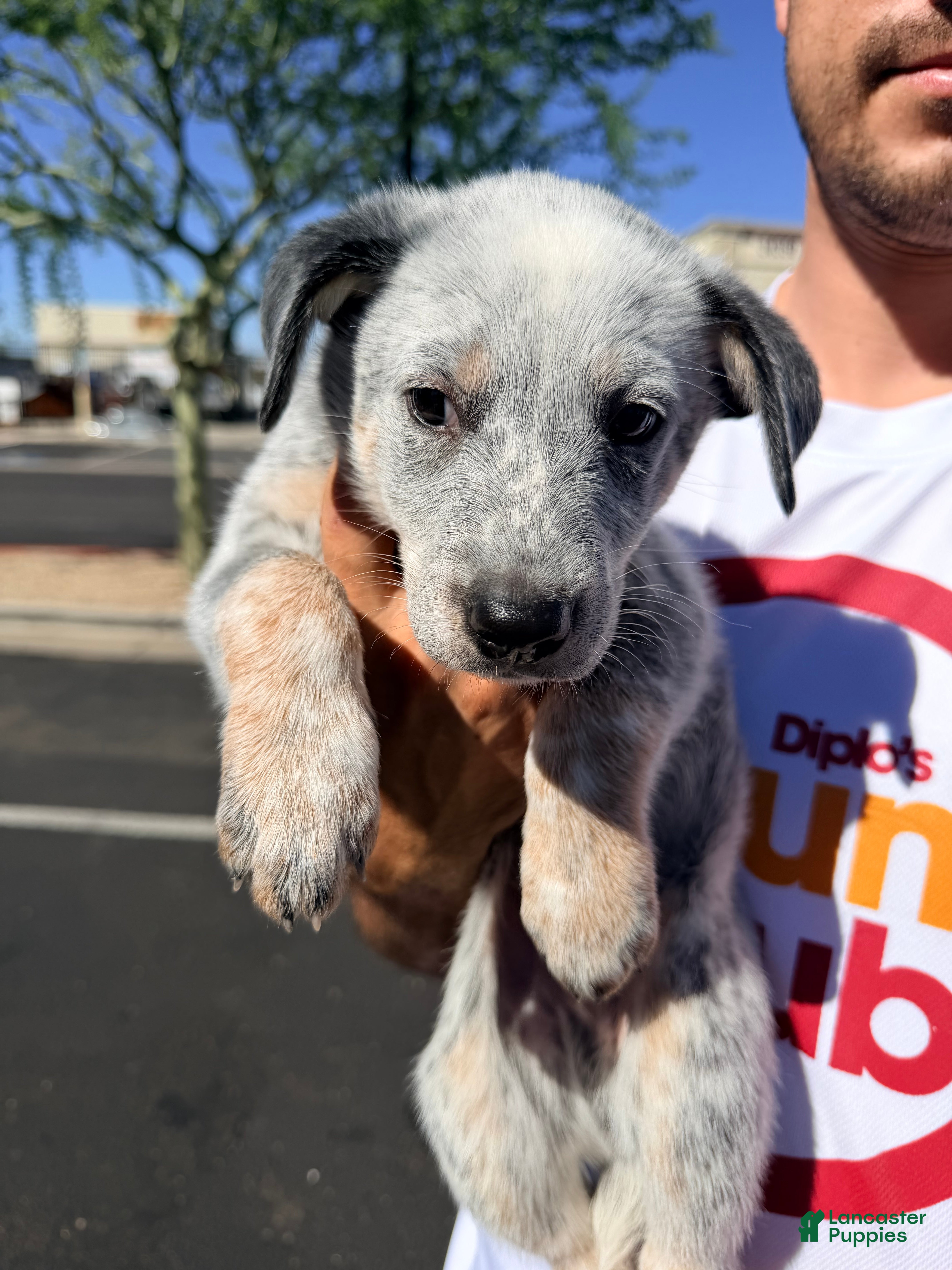 Australian Cattle Dog dogs for sale: Australian Cattle Dog 3 - Ad 40
