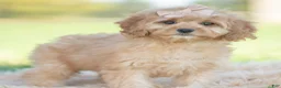 Cavapoo dogs for sale: Doodle - Ad 4