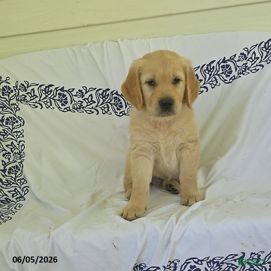 Golden Retriever dogs Buttercup - Ad 2