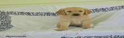 Golden Retriever dogs for sale: Buttercup - Ad 2