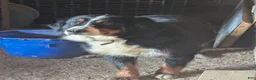 Bernese Mountain Dog dogs for sale: Bernese Mountain Dog 1 - Ad 5
