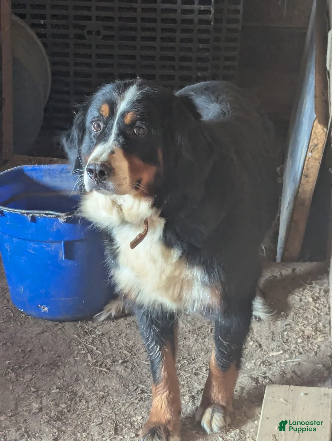 Bernese Mountain Dog dogs for sale: Bernese Mountain Dog 1 - Ad 5