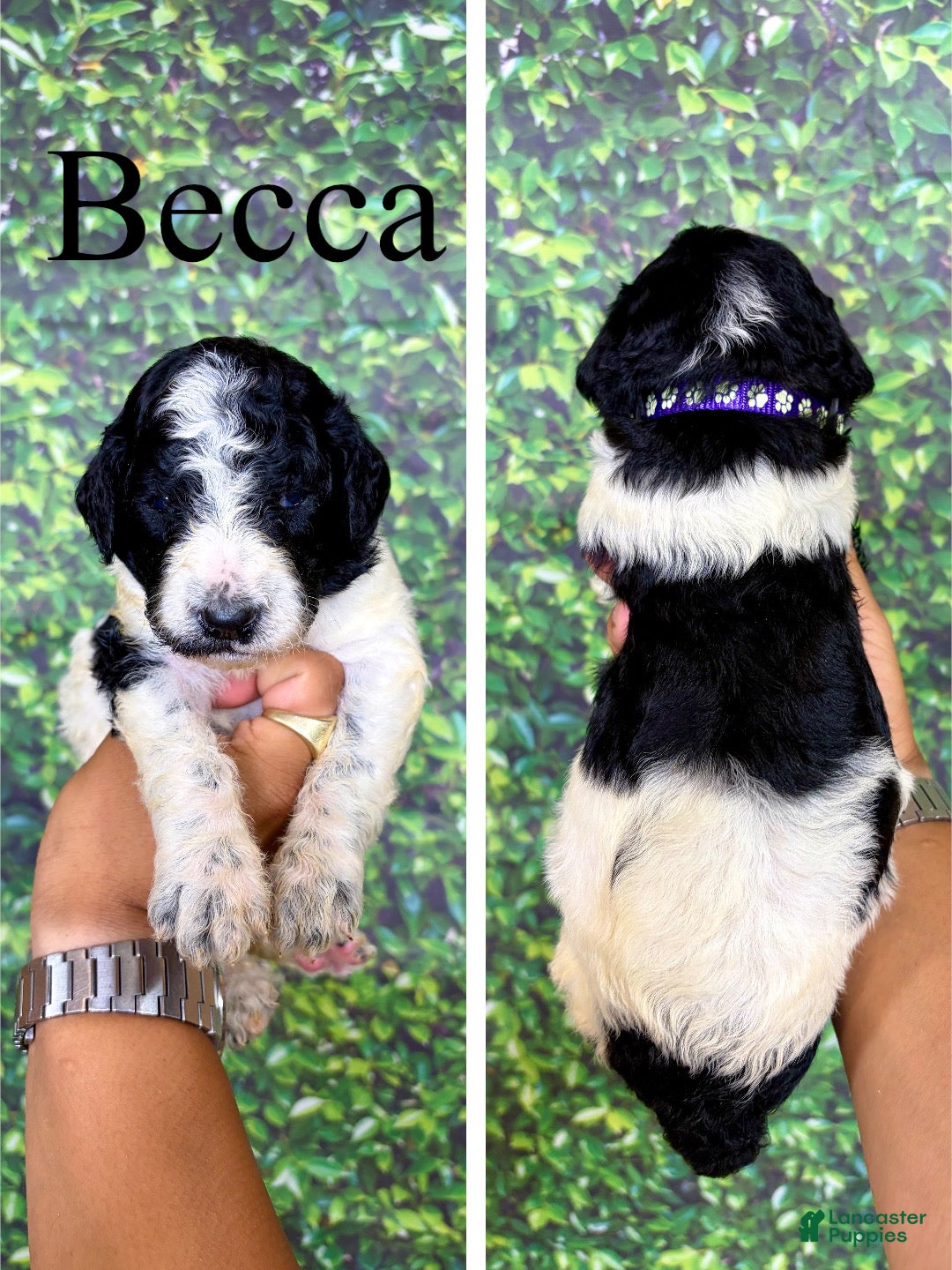 Saint Berdoodles dogs Becca - Ad 1