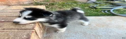 Siberian Husky dogs for sale: Tank - Ad 7