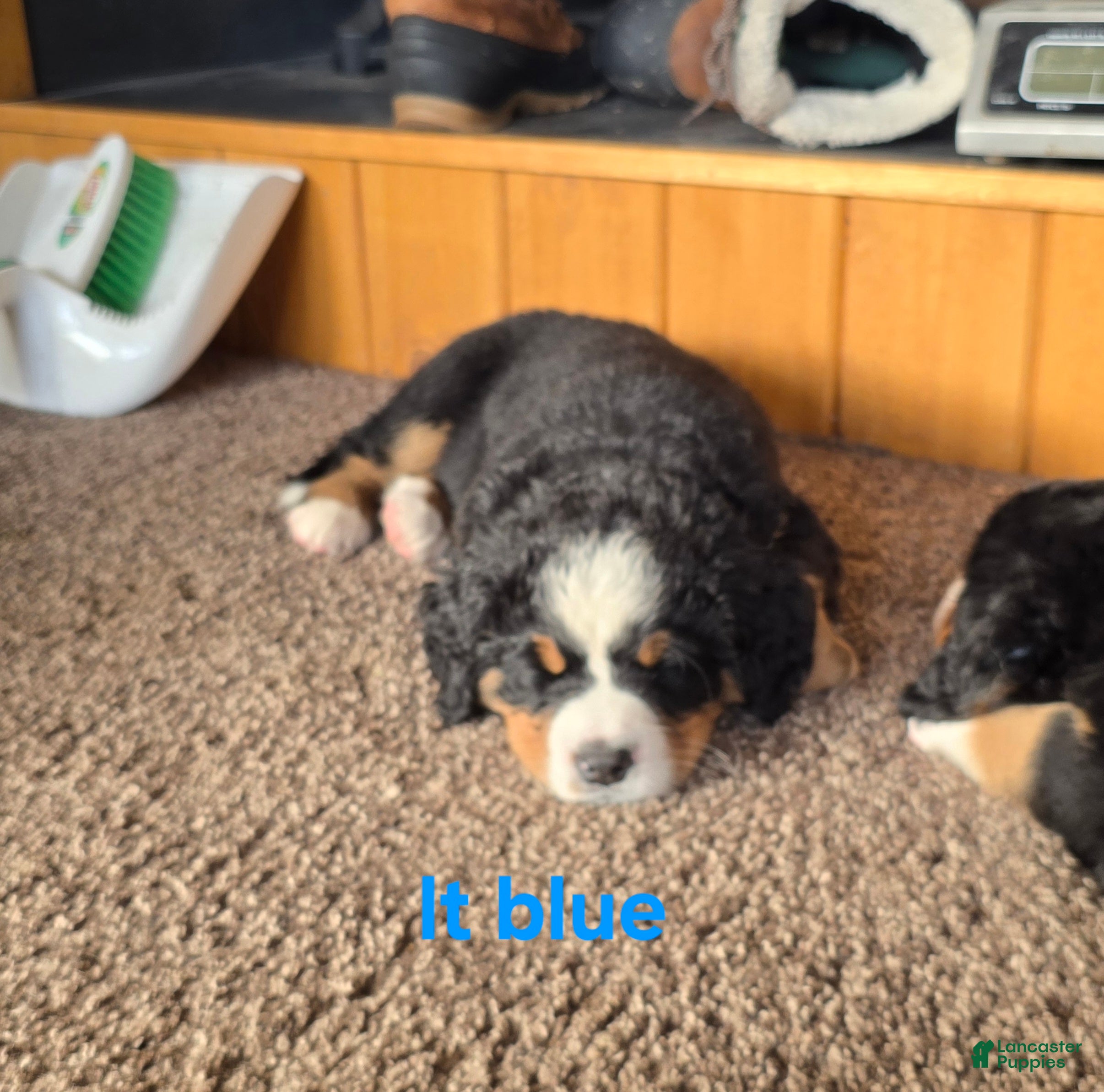 Bernese Mountain Dog dogs Lt Blue - Ad 2