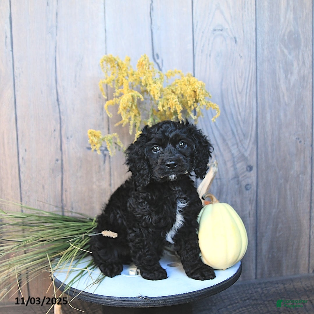 Cockapoo dogs for sale: Chloe - Ad 3