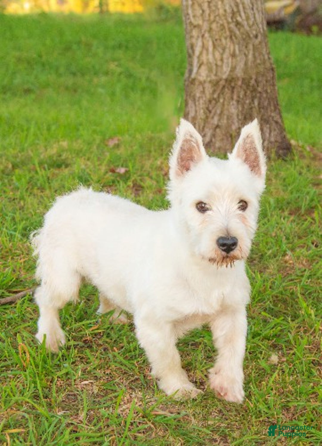 West Highland Terrier dogs for sale: Blitzen - Ad 5