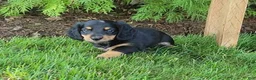 Miniature Dachshund dogs for sale: Vivian  - Ad 10