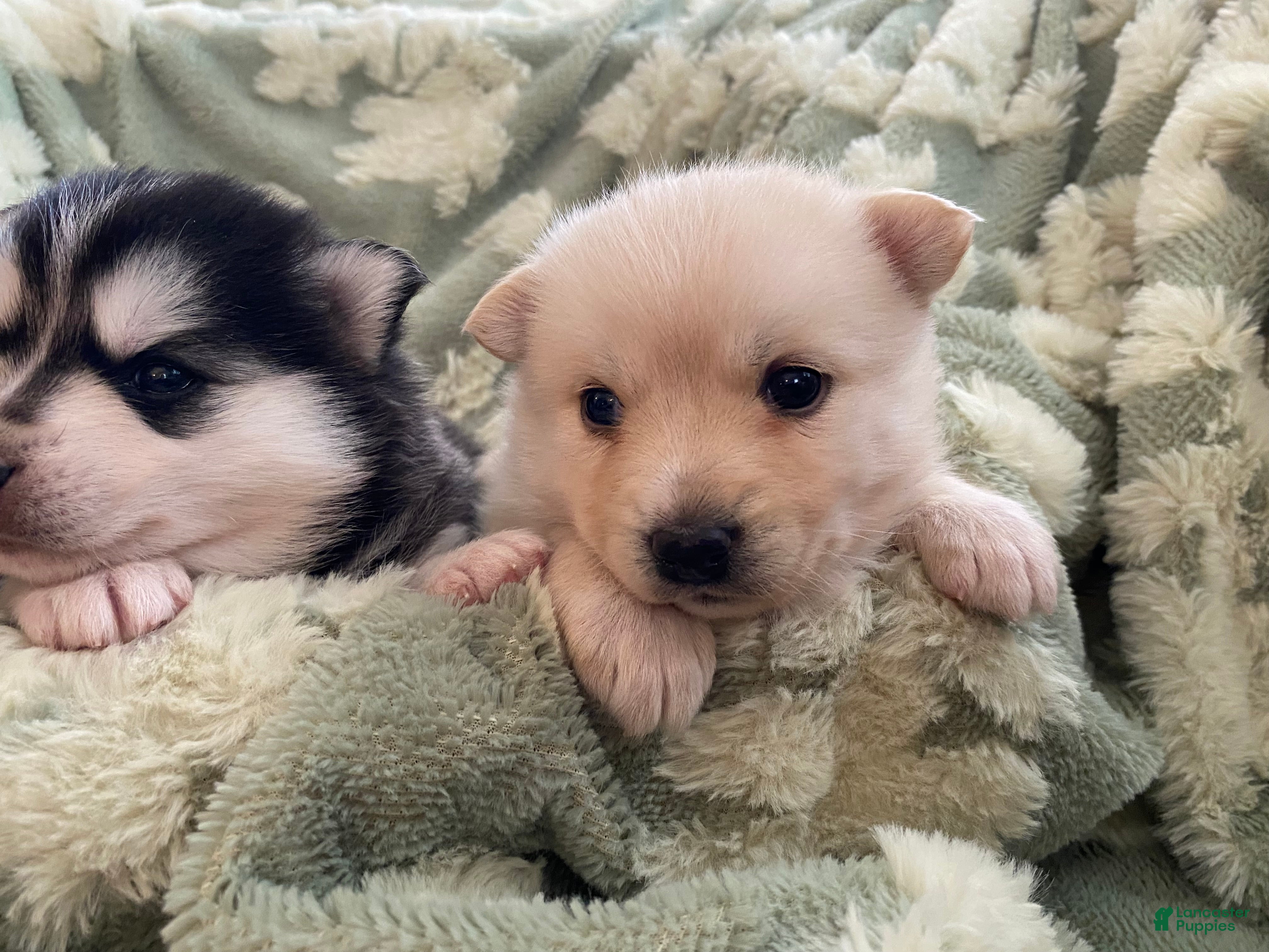 Pomsky dogs Raven - 2 Year Health Contract - Family Raised  - Ad 2