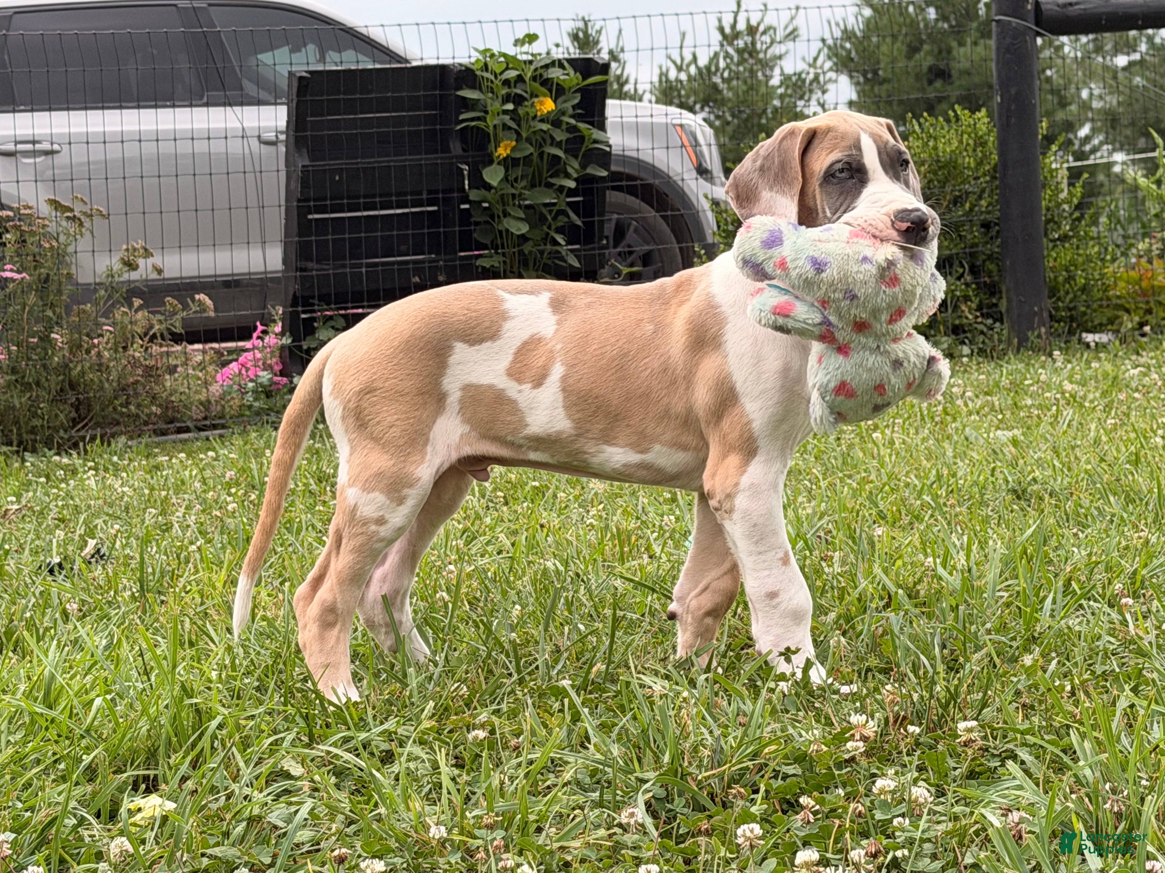 Great Dane dogs Parker Great Dane  - Ad 1
