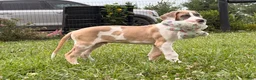Great Dane dogs for sale: Parker Great Dane  - Ad 1