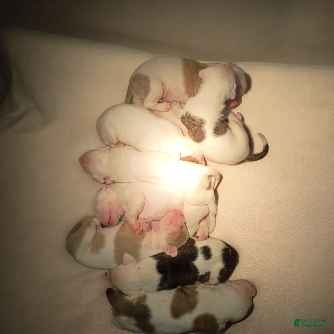 American Staffordshire Terrier dogs for sale: American Staffordshire Terrier Puppy 6 - Ad 12