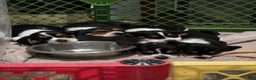 Beagle dogs for sale: Lilo - Ad 2