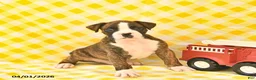Boxer dogs for sale: Jeremy  - Ad 2