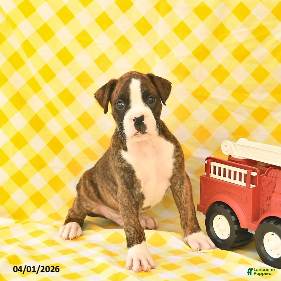 Boxer dogs for sale: Jeremy  - Ad 2