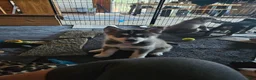 Gerberian Shepsky dogs for sale: Jackpot - Ad 6