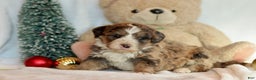 Bernedoodle dogs for sale: Dasher - Ad 8