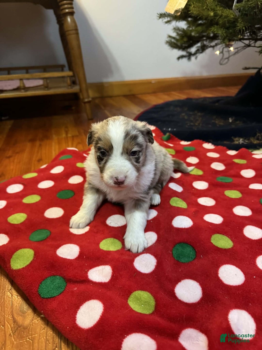 Australian Shepherd dogs for sale: Yukon - Ad 7