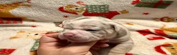 Olde English Bulldogge dogs for sale: Tri Blue Merle  - Ad 3