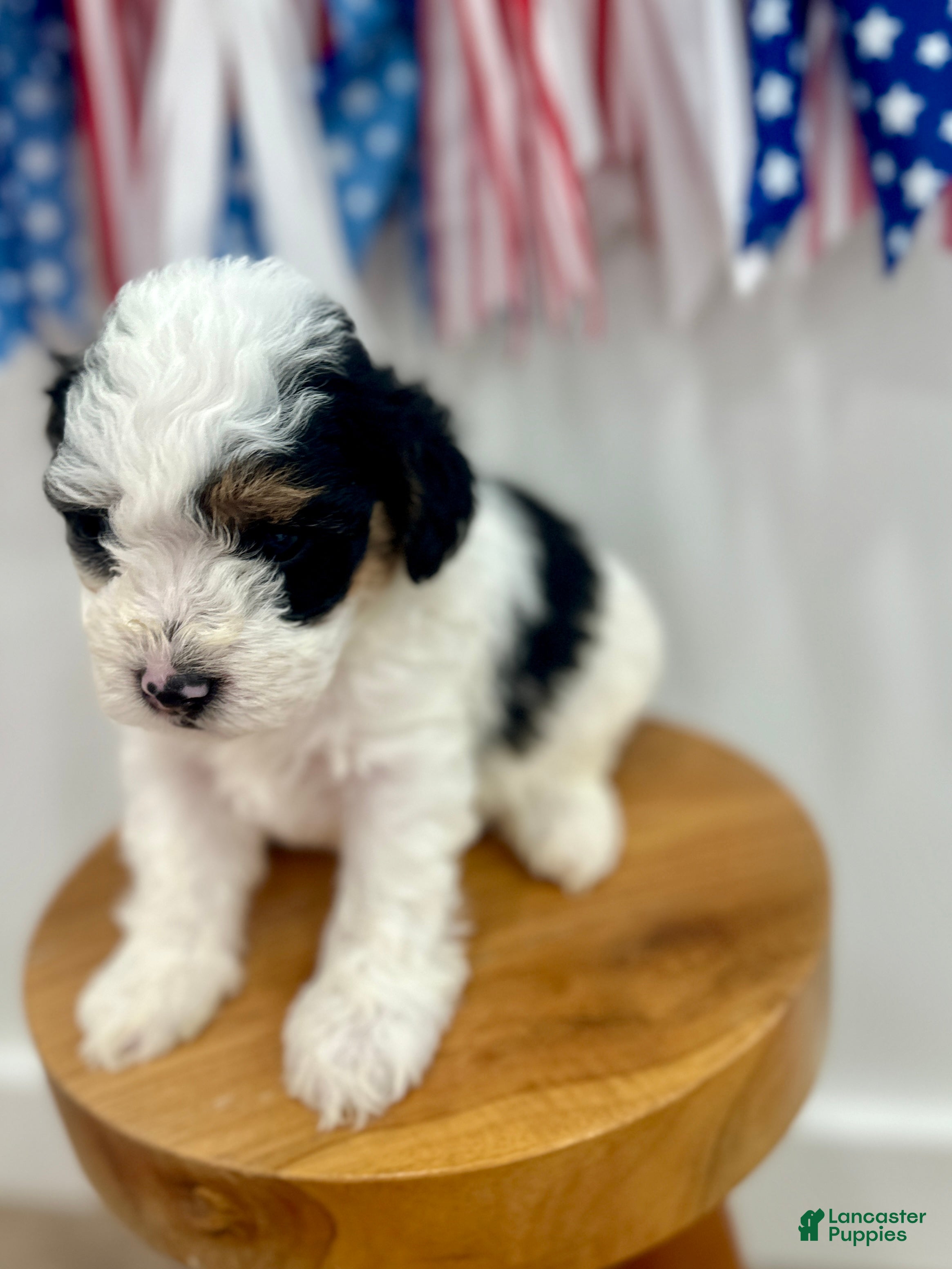 Mini Aussiedoodle dogs Tate - Ad 2