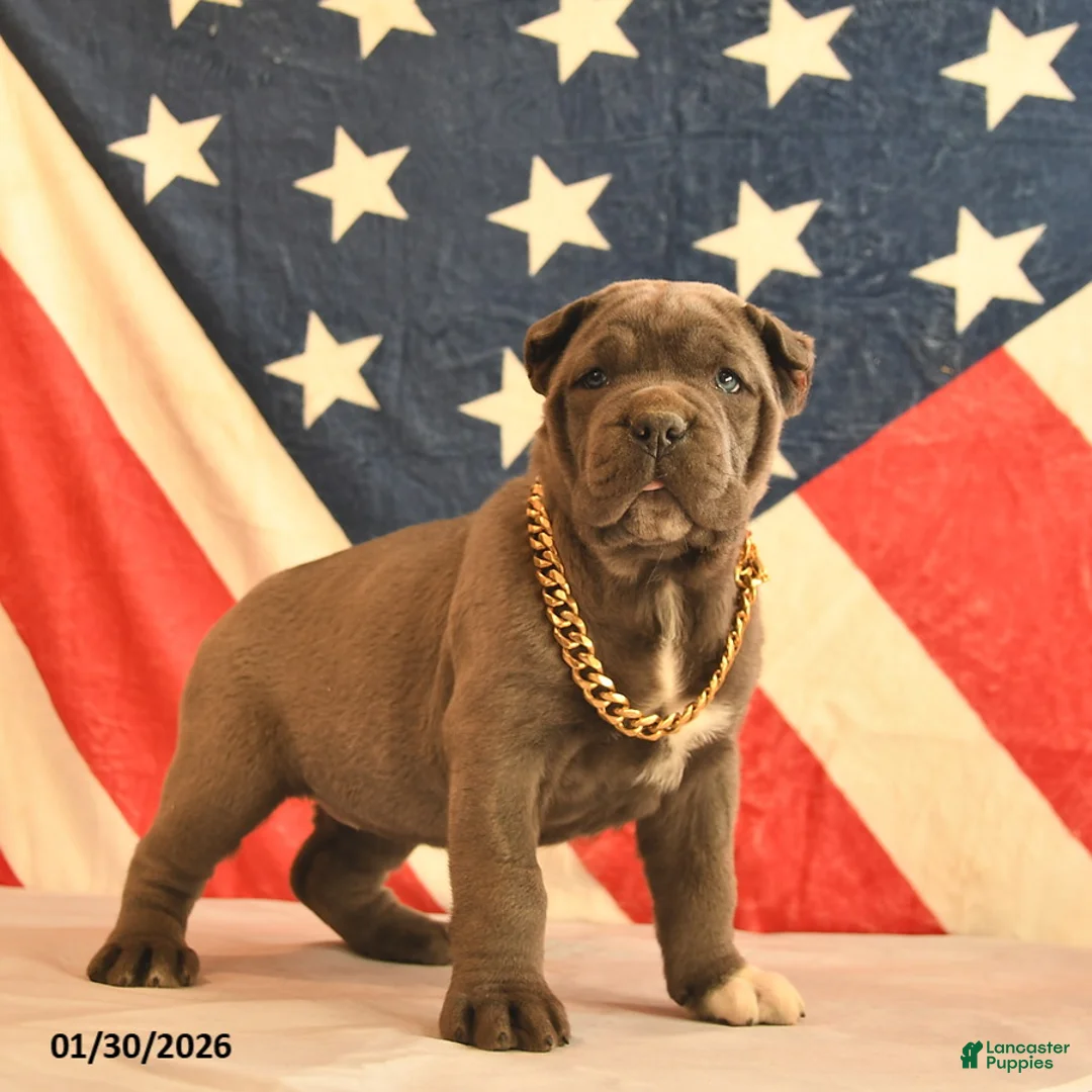 Cane Corso dogs for sale: Ivy  - Ad 3