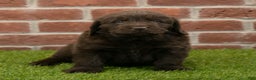 Newfoundland dogs for sale: Hudson - Ad 3