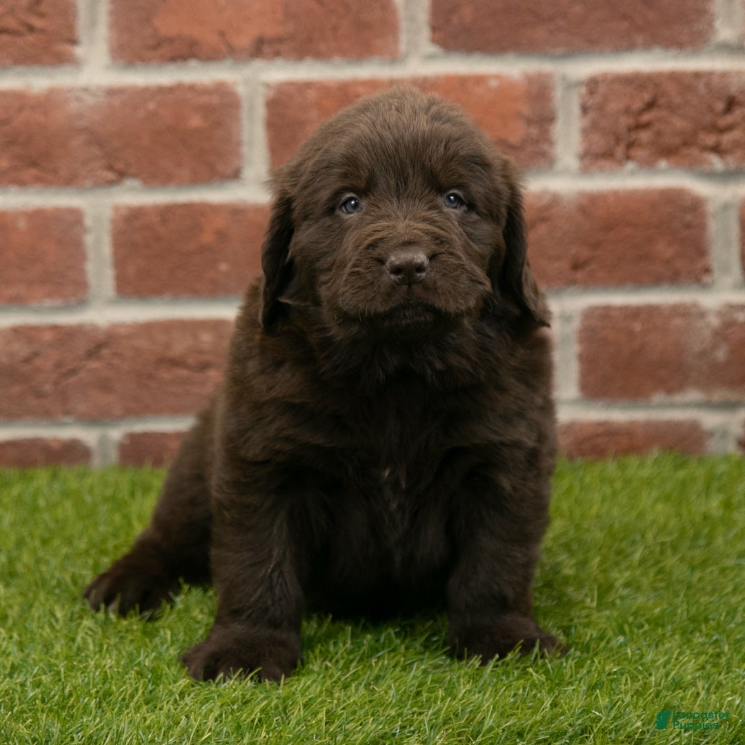 Newfoundland dogs for sale: Hudson - Ad 3
