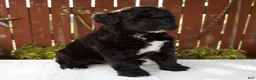 Giant Schnoodle dogs for sale: Melody - Ad 7