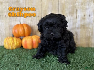 Shihpoo dogs - Ad 33