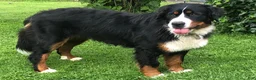 Bernese Mountain Dog dogs for sale: Heidi - Ad 4