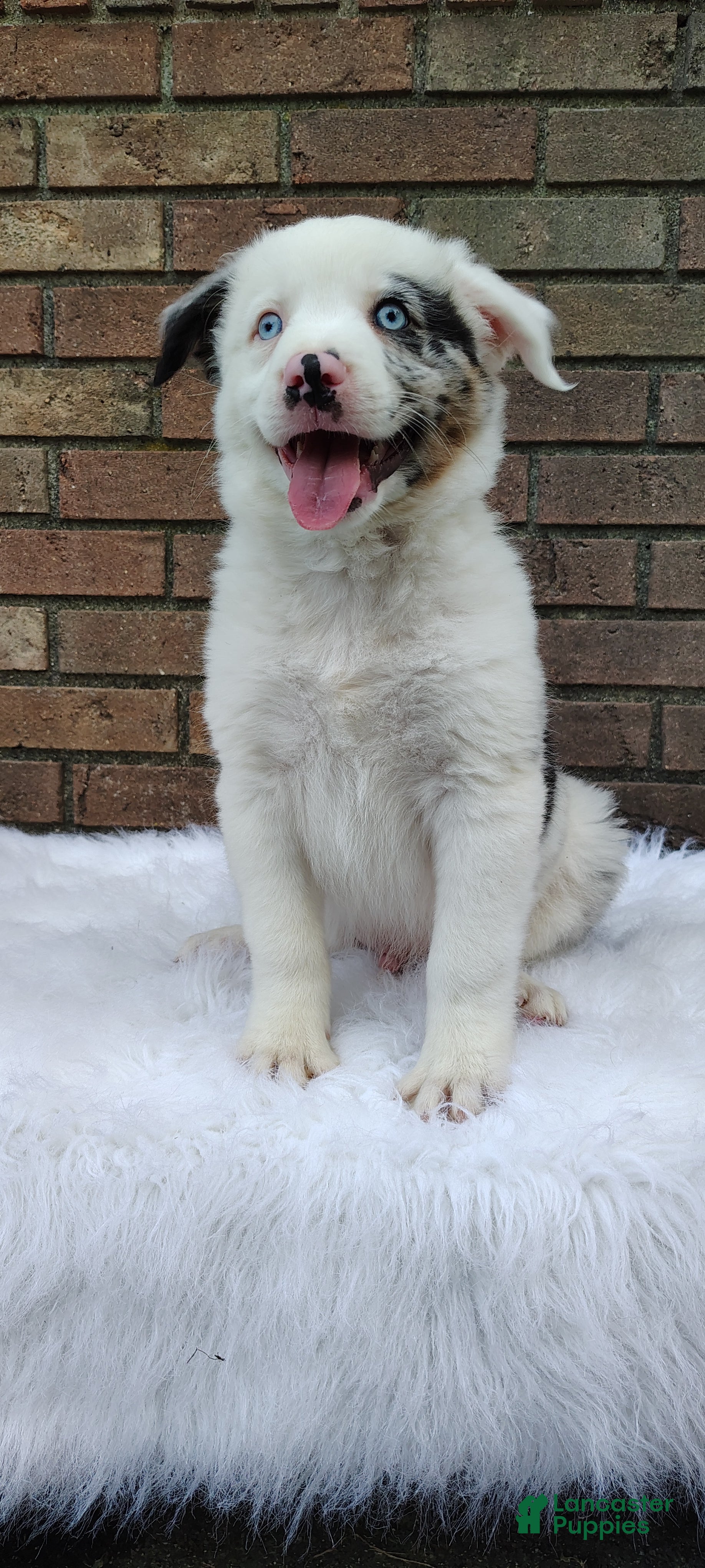 Australian Shepherd dogs Milo - Ad 1